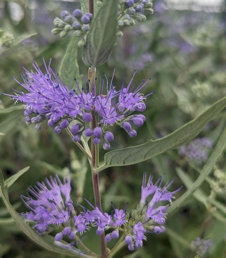 Caryopteris X Clandonensis 'dark Knight' - View 27 from www redcrocus com