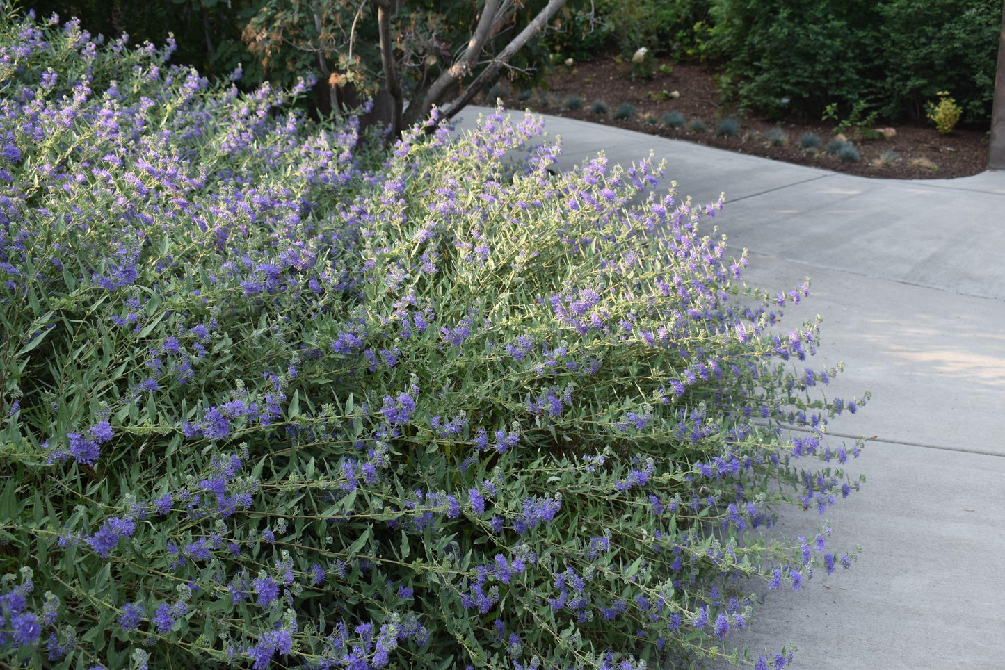 Caryopteris X Clandonensis 'dark Knight' - View 28 from www redcrocus com
