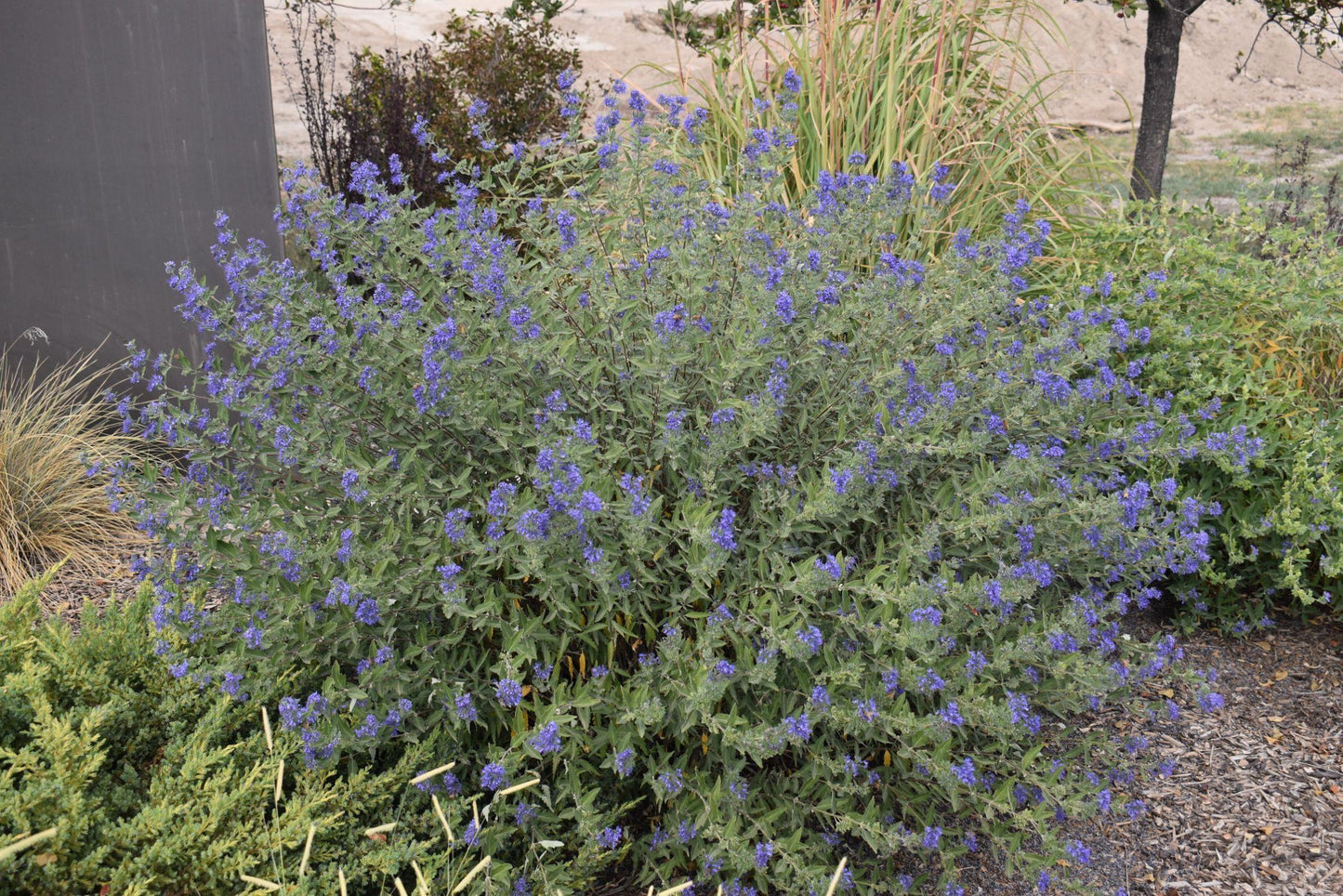 Caryopteris X Clandonensis 'dark Knight' - View 29 from www redcrocus com