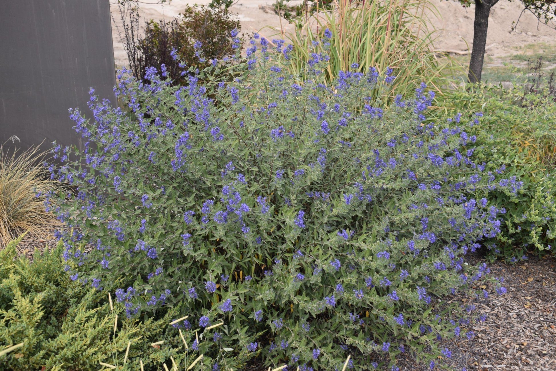 Caryopteris X Clandonensis 'dark Knight' - View 29 from www redcrocus com
