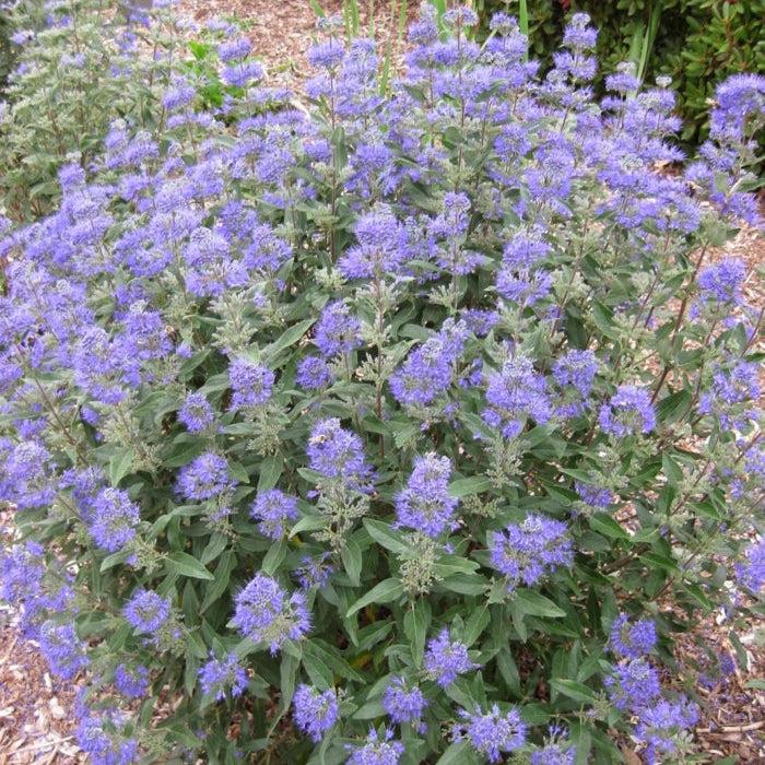 Caryopteris X Clandonensis 'dark Knight' - View 2 from www redcrocus com