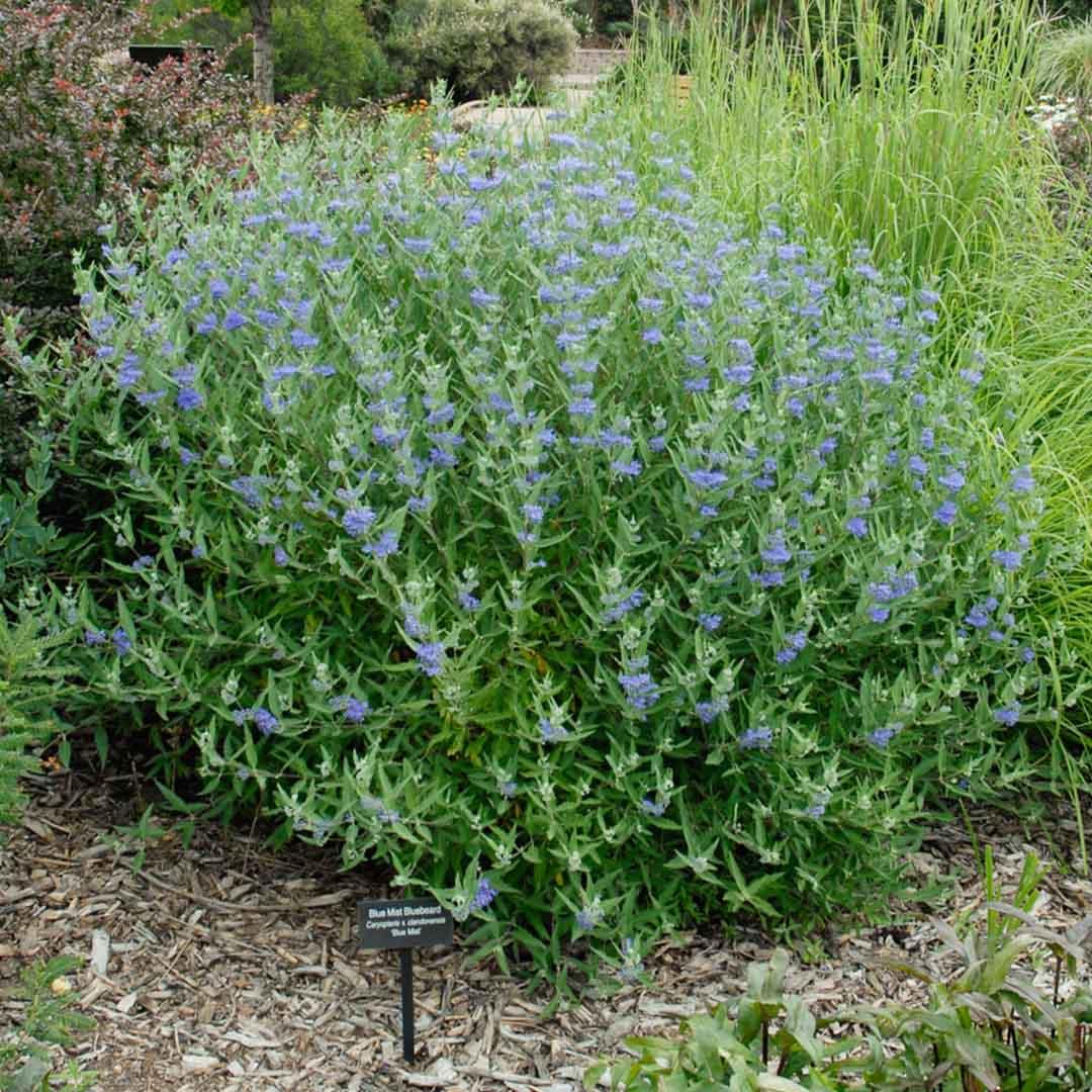 Caryopteris X Clandonensis 'dark Knight' - View 30 from www redcrocus com