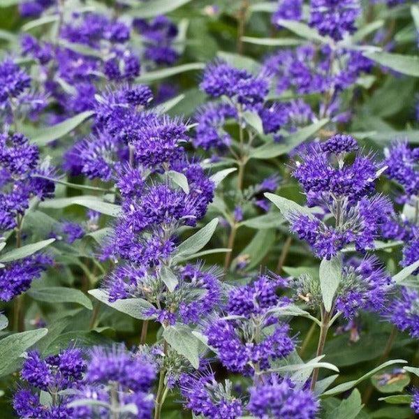 Caryopteris X Clandonensis 'dark Knight' - View 31 from www redcrocus com