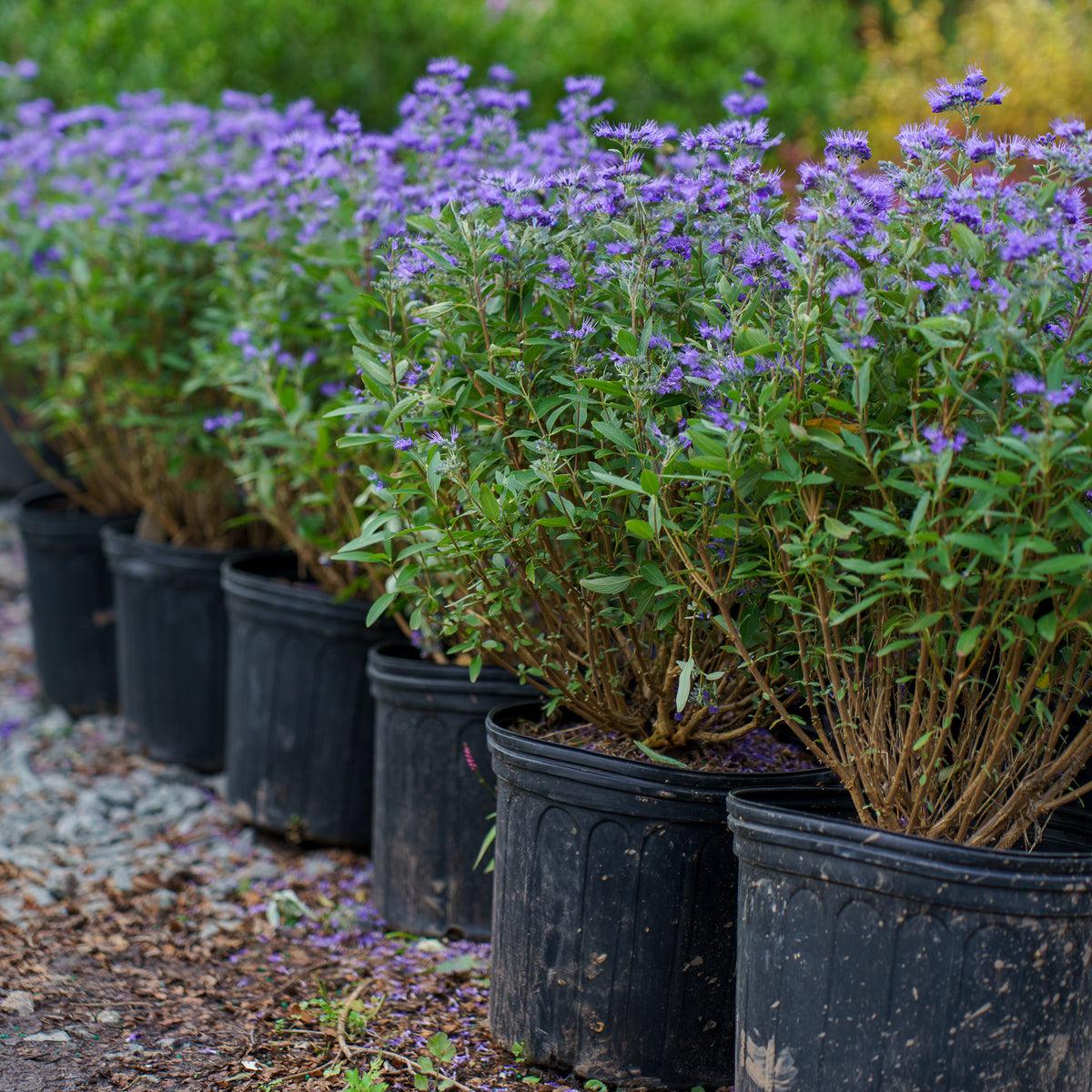Caryopteris X Clandonensis 'dark Knight' - View 33 from www redcrocus com