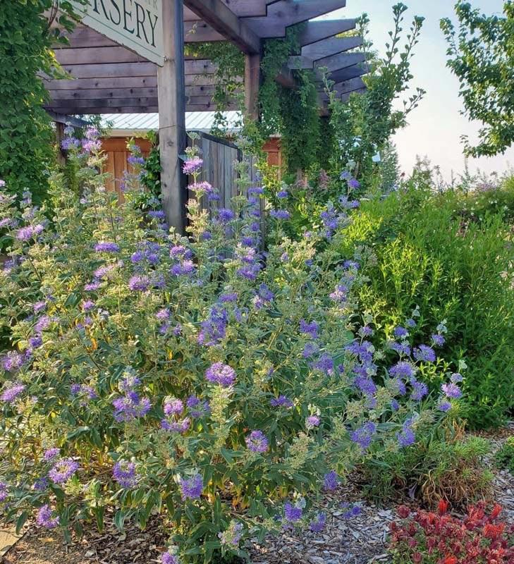 Caryopteris X Clandonensis 'dark Knight' - View 34 from www redcrocus com