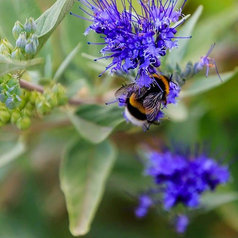 Caryopteris X Clandonensis 'dark Knight' - View 36 from www redcrocus com