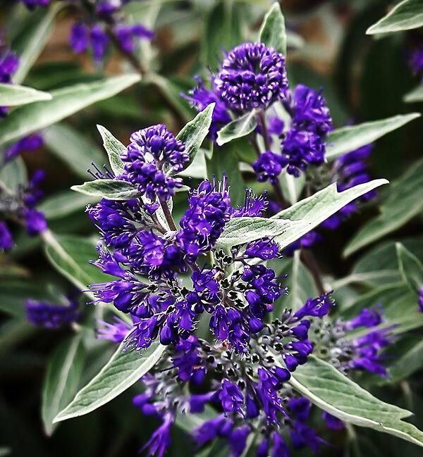 Caryopteris X Clandonensis 'dark Knight' - View 37 from www redcrocus com