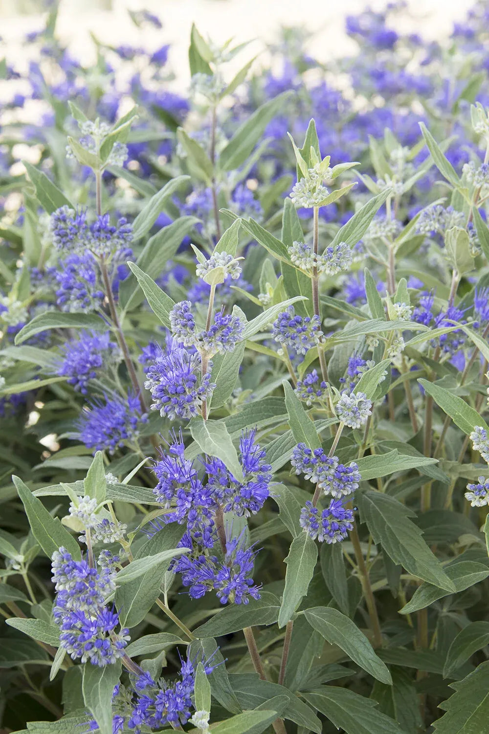 Caryopteris X Clandonensis 'dark Knight' - View 38 from www redcrocus com