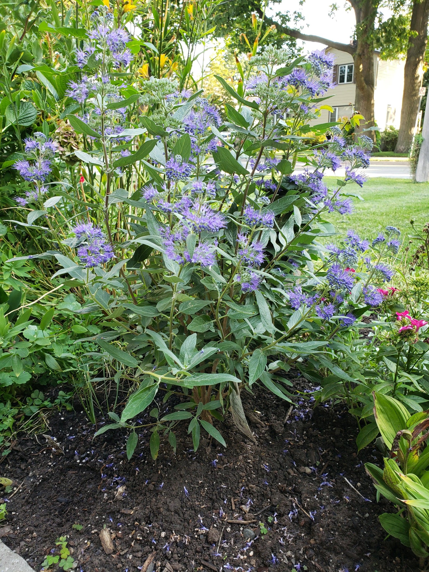 Caryopteris X Clandonensis 'dark Knight' - View 4 from www redcrocus com