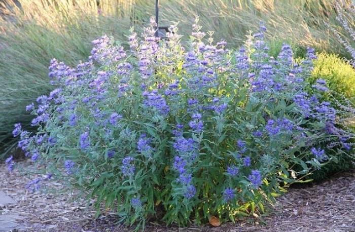 Caryopteris X Clandonensis 'dark Knight' - View 6 from www redcrocus com