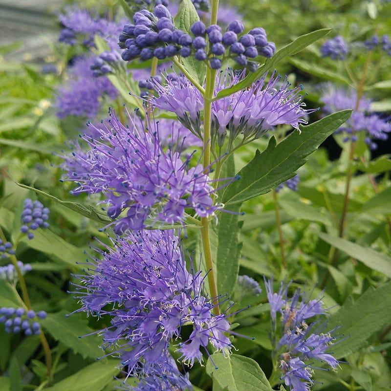 Caryopteris X Clandonensis 'dark Knight' - View 7 from www redcrocus com
