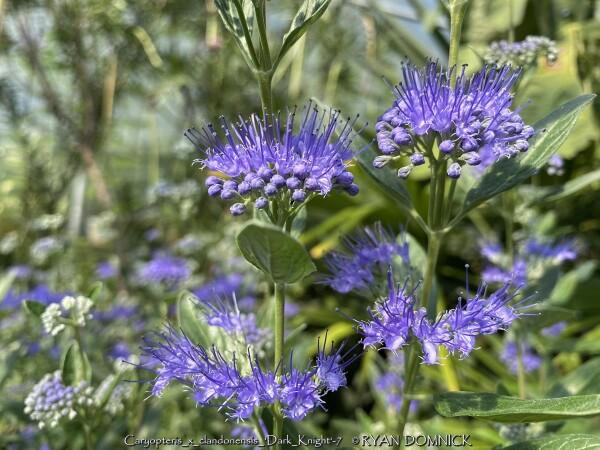 Caryopteris X Clandonensis 'dark Knight' - View 9 from www redcrocus com