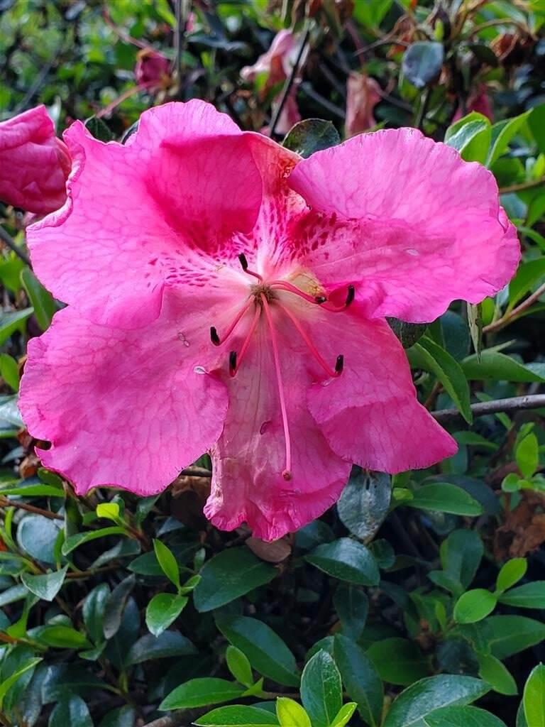 Azalea Conversation Piece - View 10 from www redcrocus com