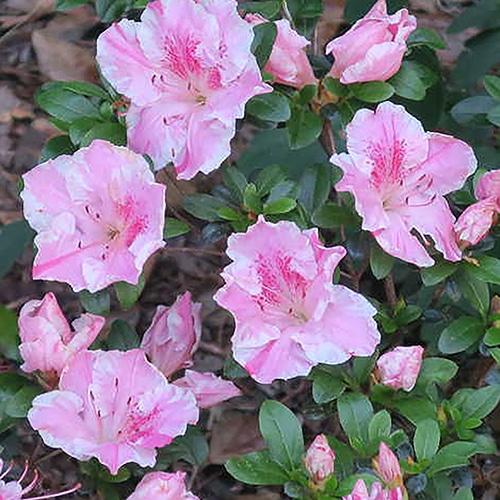 Azalea Conversation Piece - View 11 from www redcrocus com