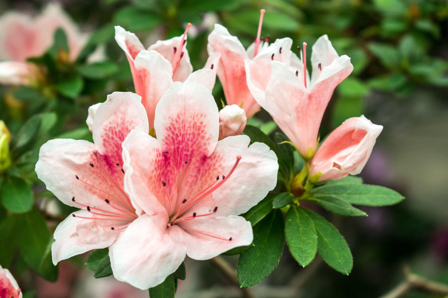 Azalea Conversation Piece - View 12 from www redcrocus com