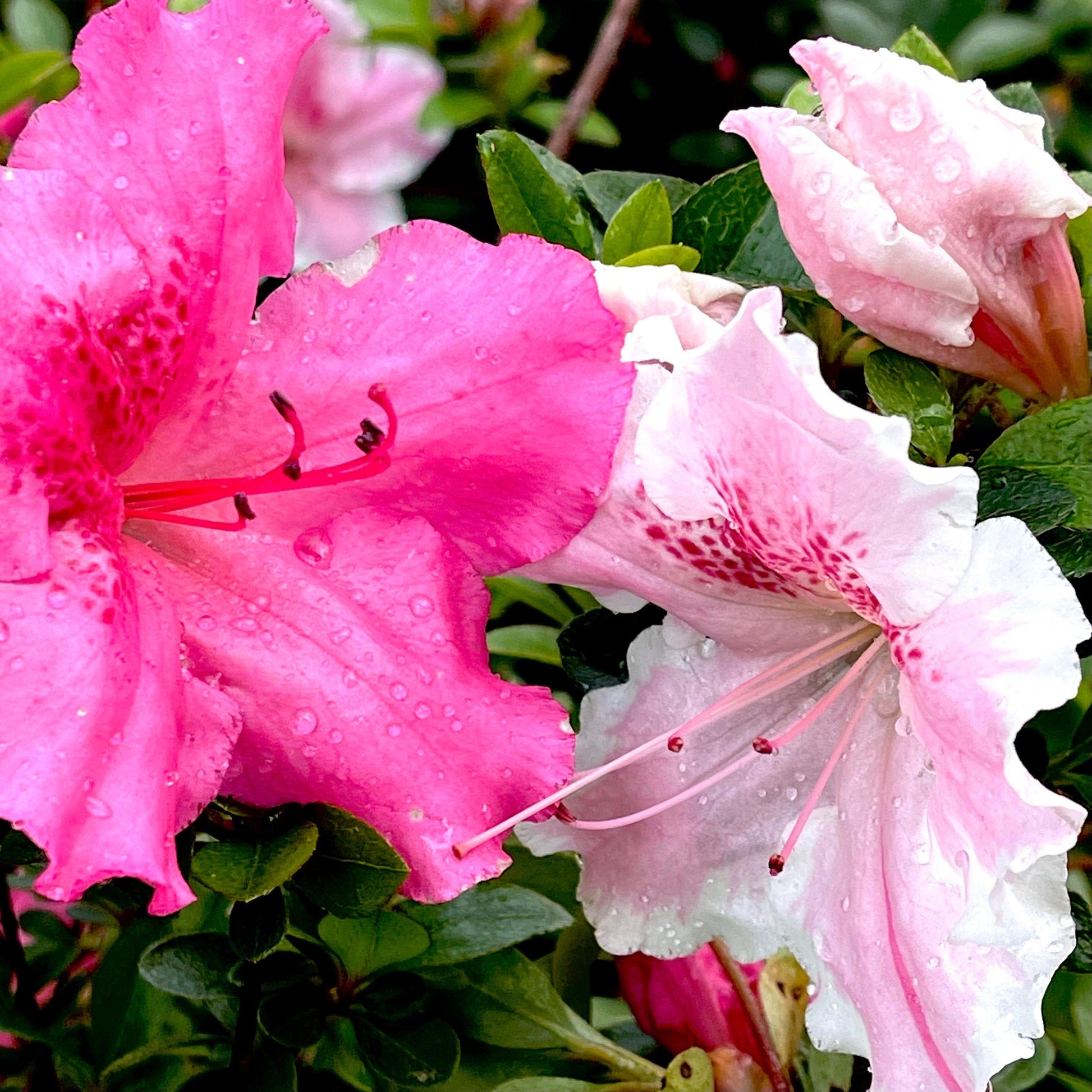 Azalea Conversation Piece - View 13 from www redcrocus com