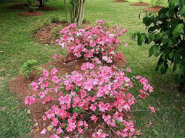 Azalea Conversation Piece - View 14 from www redcrocus com