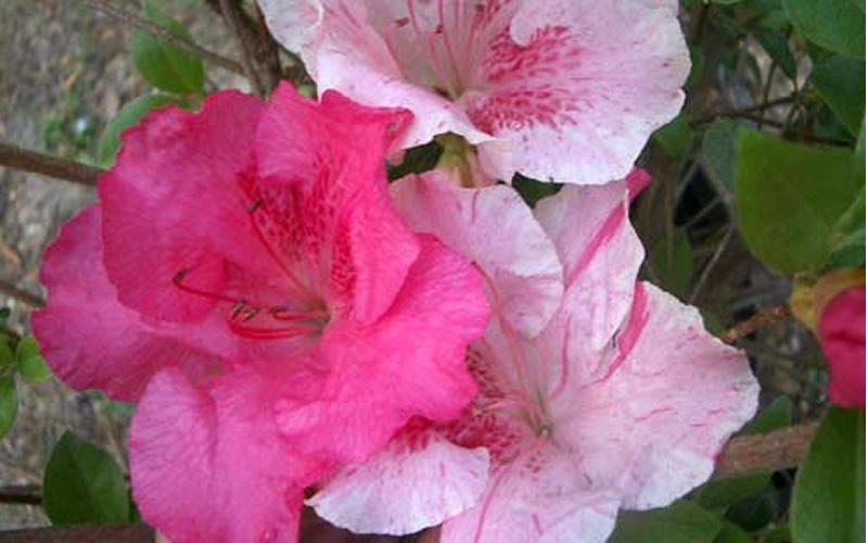 Azalea Conversation Piece - View 15 from www redcrocus com