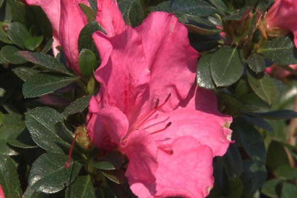 Azalea Conversation Piece - View 16 from www redcrocus com