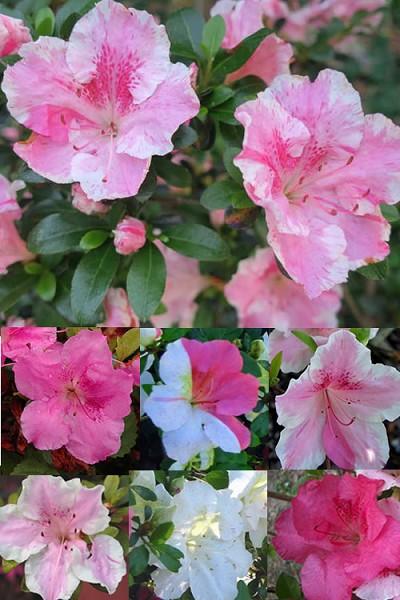 Azalea Conversation Piece - View 17 from www redcrocus com