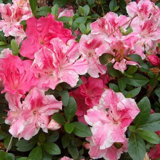 Azalea Conversation Piece - View 1 from www redcrocus com