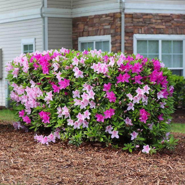 Azalea Conversation Piece - View 2 from www redcrocus com