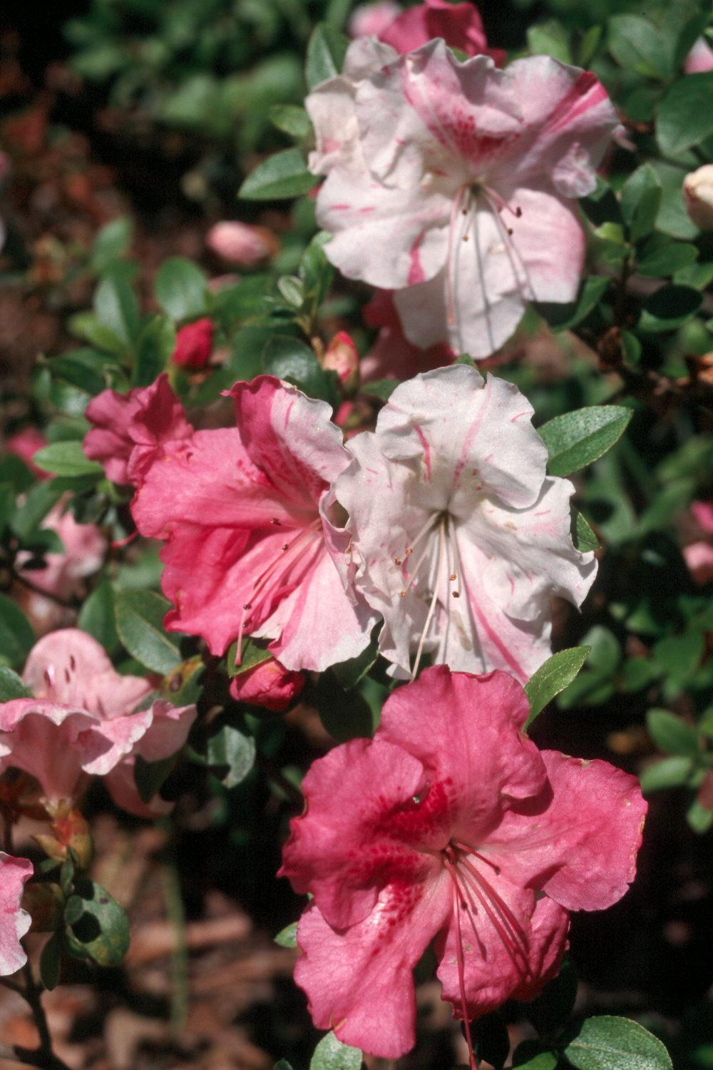 Azalea Conversation Piece - View 5 from www redcrocus com