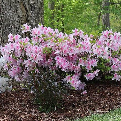 Azalea Conversation Piece - View 6 from www redcrocus com