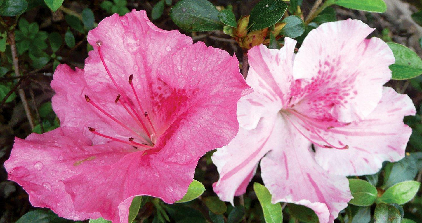 Azalea Conversation Piece - View 7 from www redcrocus com