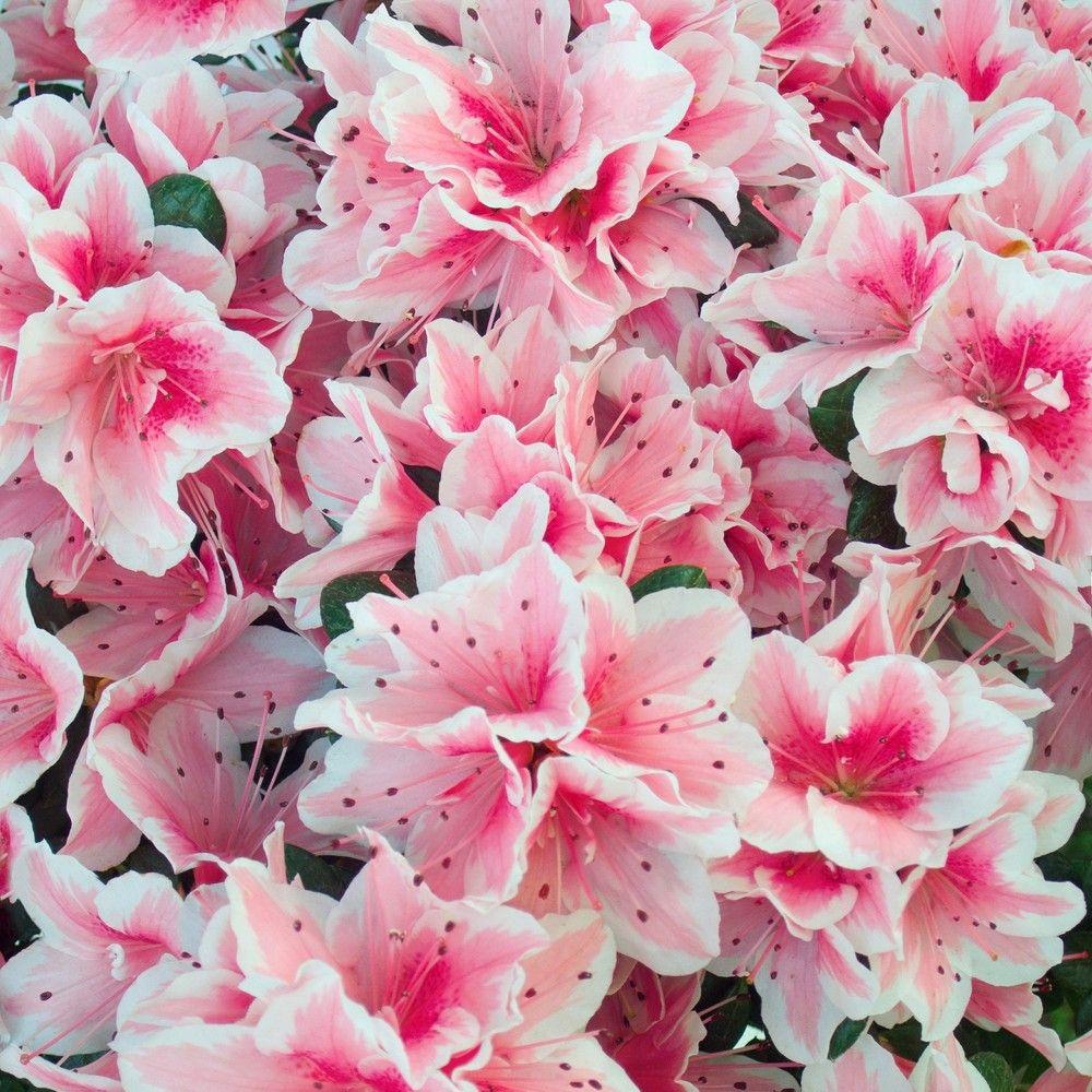 Azalea Conversation Piece - View 8 from www redcrocus com