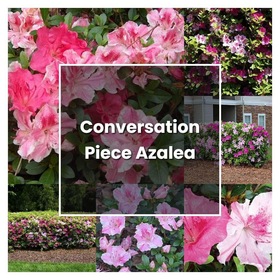 Azalea Conversation Piece - View 9 from www redcrocus com
