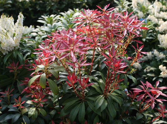 Pieris Japonica Mountain Fire - View 1 from www redcrocus com