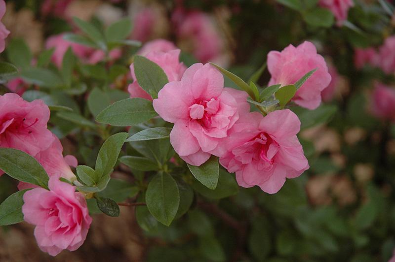 Azalea Rosebud - View 11 from www redcrocus com