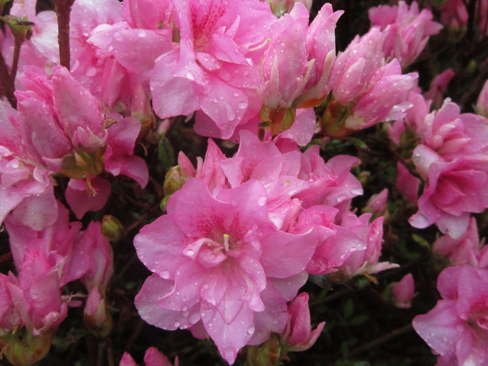 Azalea Rosebud - View 13 from www redcrocus com