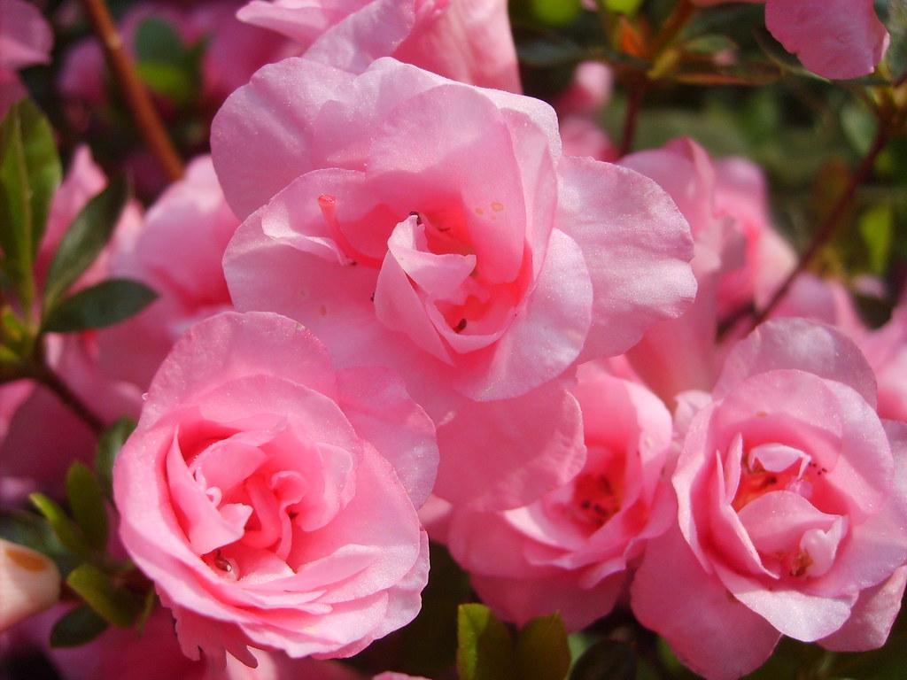 Azalea Rosebud - View 14 from www redcrocus com