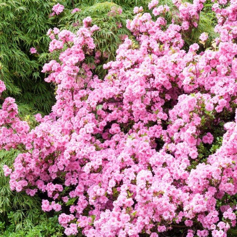 Azalea Rosebud - View 17 from www redcrocus com