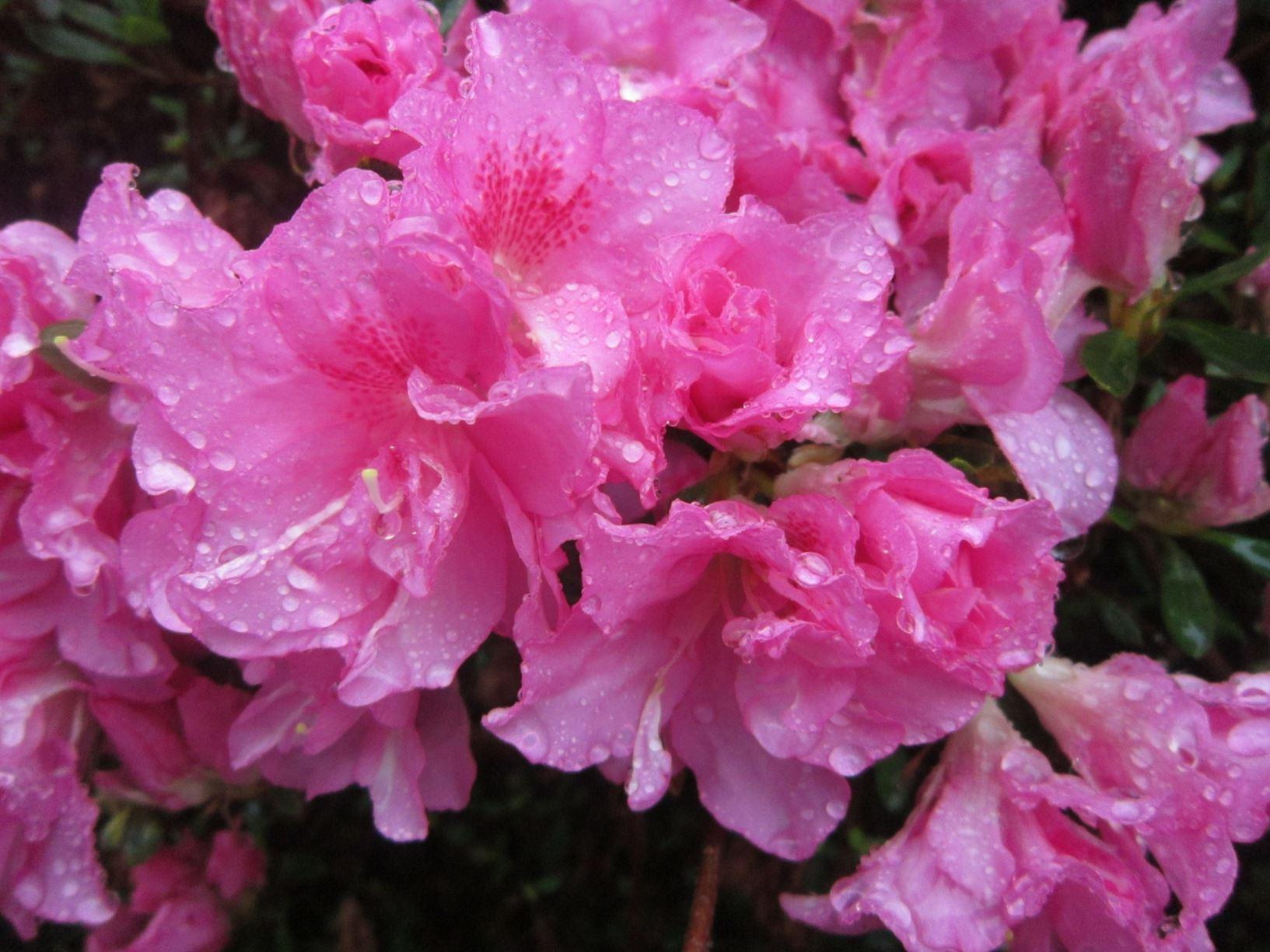 Azalea Rosebud - View 18 from www redcrocus com