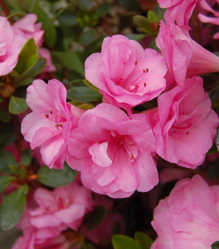 Azalea Rosebud - View 1 from www redcrocus com