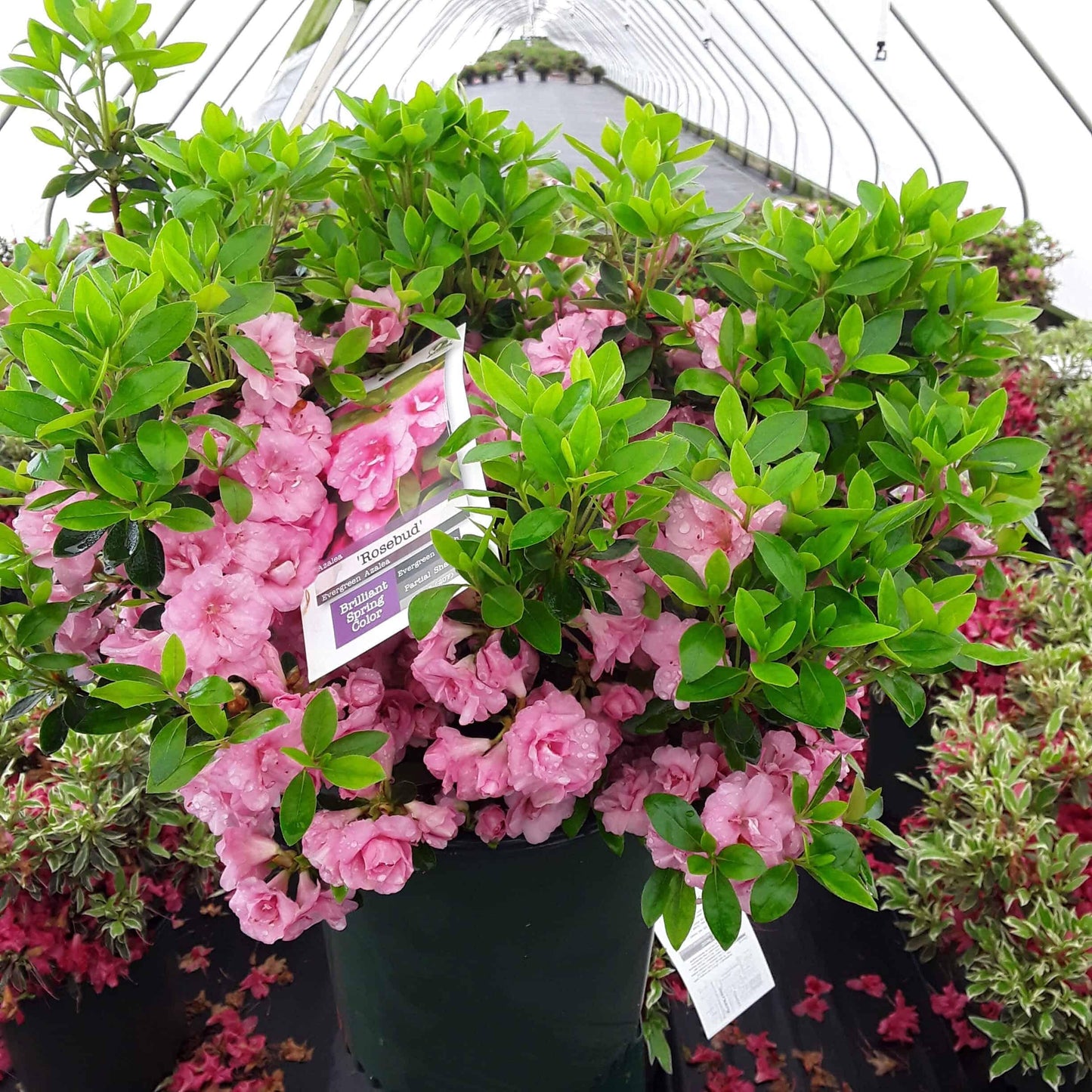 Azalea Rosebud - View 2 from www redcrocus com