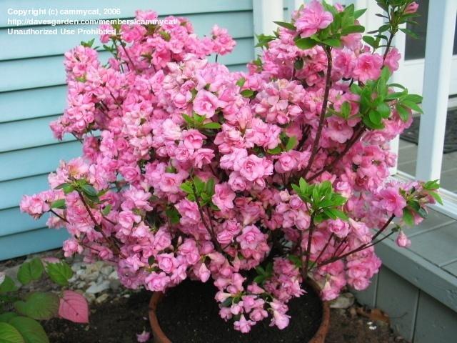 Azalea Rosebud - View 4 from www redcrocus com