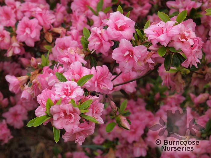 Azalea Rosebud - View 6 from www redcrocus com