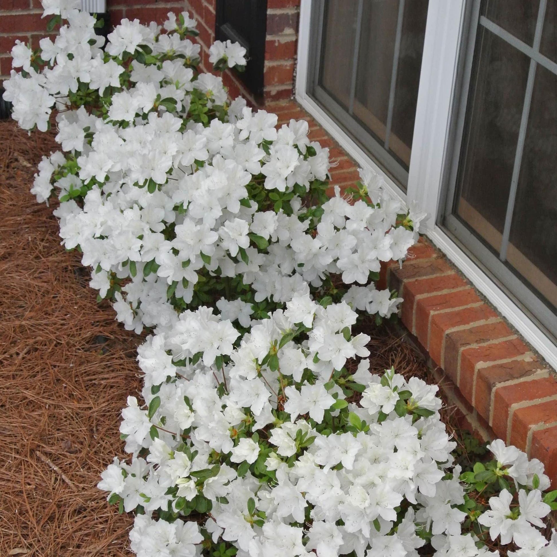 Azalea Delaware Valley White - View 11 from www redcrocus com