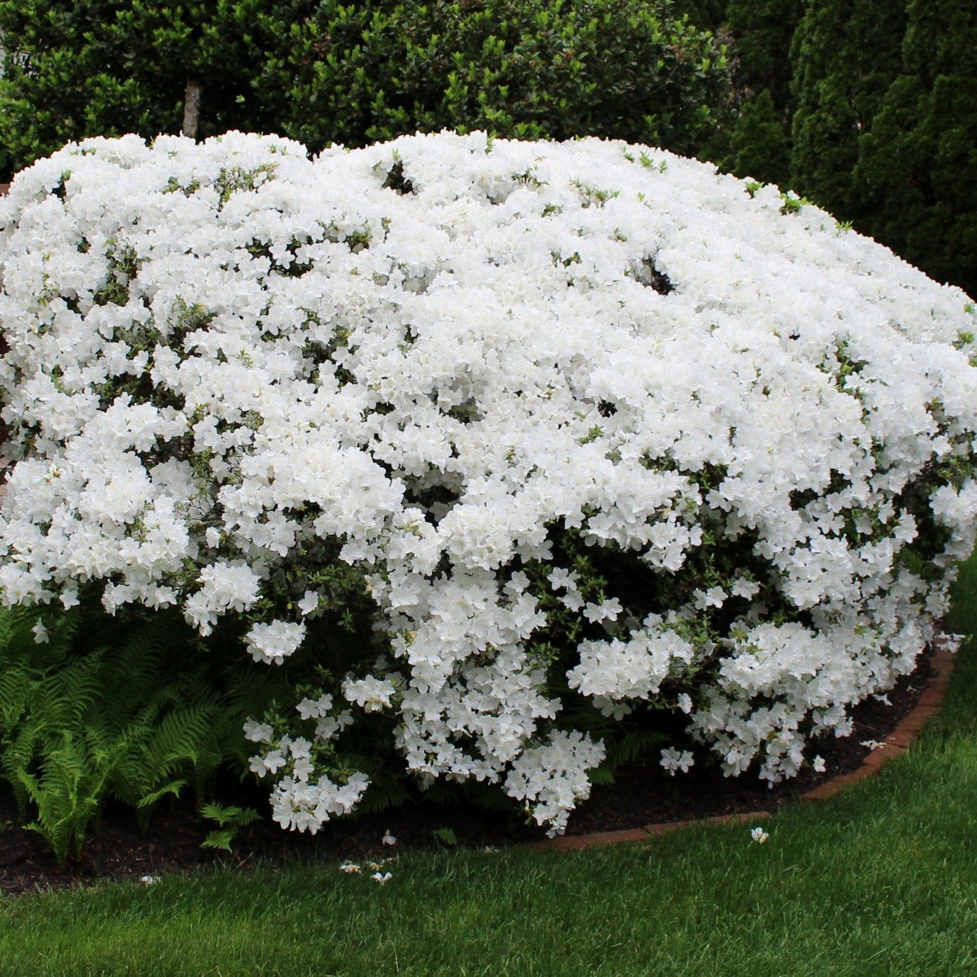 Azalea Delaware Valley White - View 2 from www redcrocus com