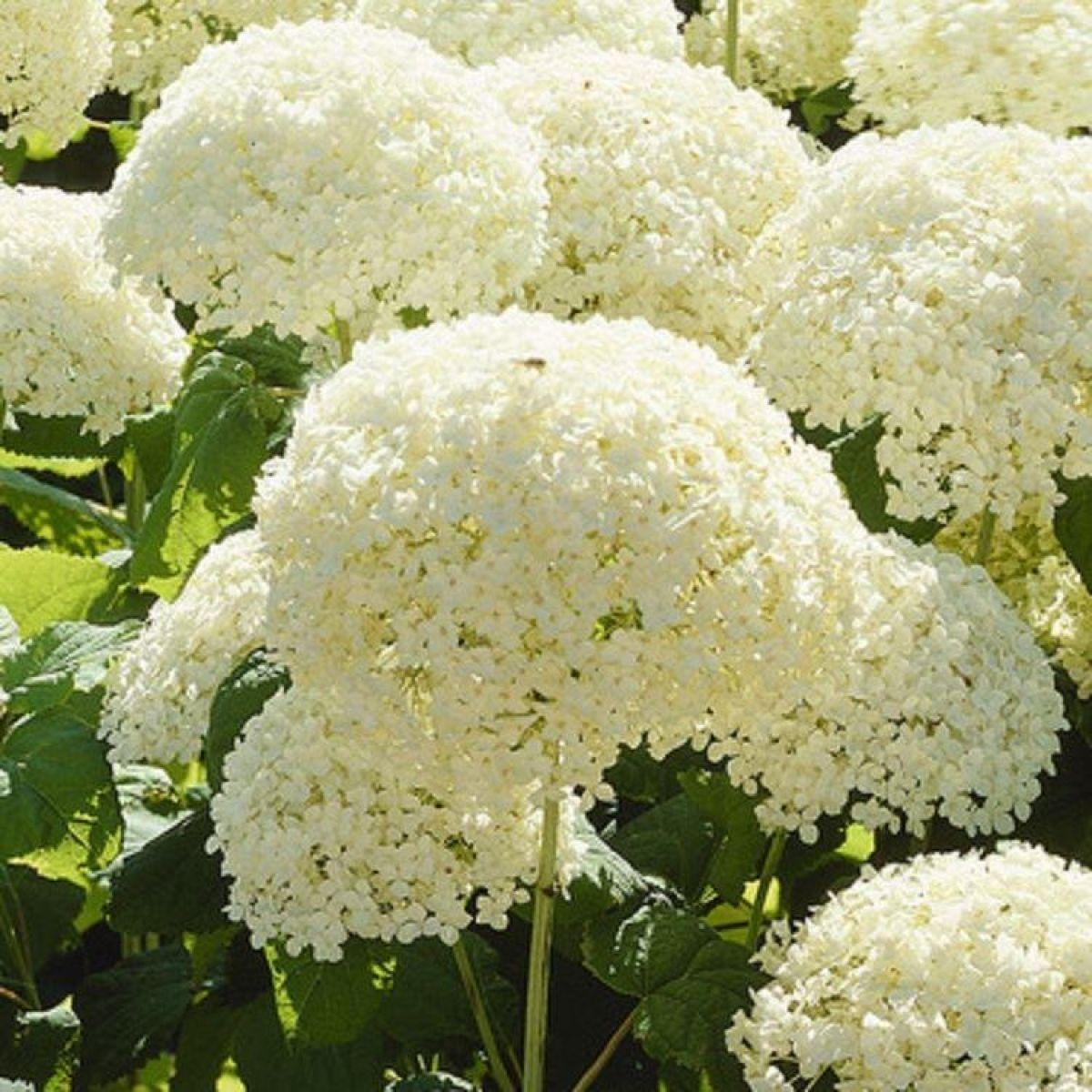Hydrangea Arborescens Annabelle - View 16 from www redcrocus com