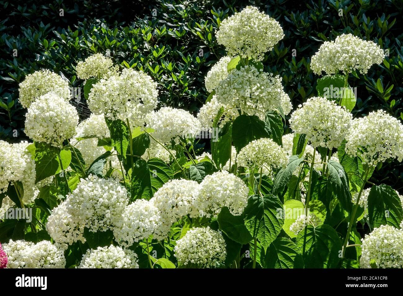 Hydrangea Arborescens Annabelle - View 20 from www redcrocus com