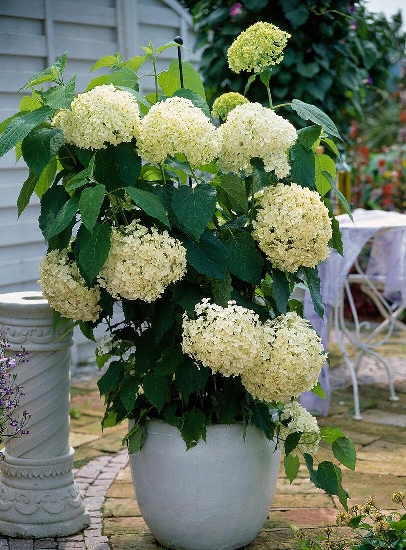 Hydrangea Arborescens Annabelle - View 8 from www redcrocus com