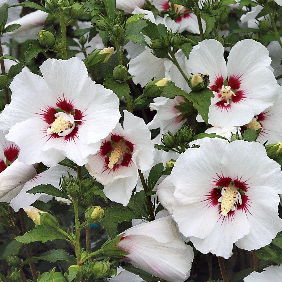 Hibiscus Syriacus 'red Heart' - View 11 from www redcrocus com