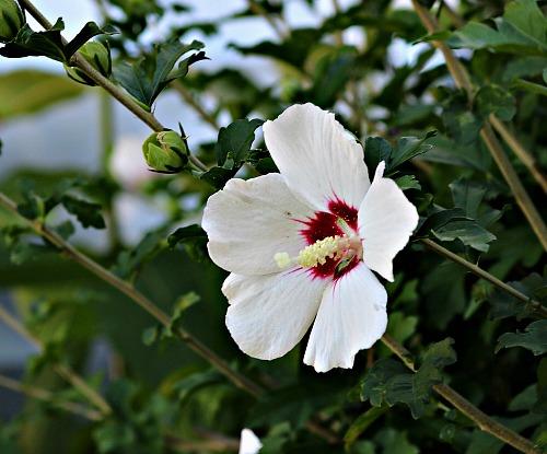 Hibiscus Syriacus 'red Heart' - View 1 from www redcrocus com