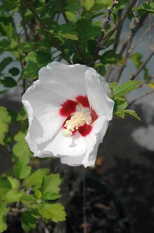 Hibiscus Syriacus 'red Heart' - View 6 from www redcrocus com