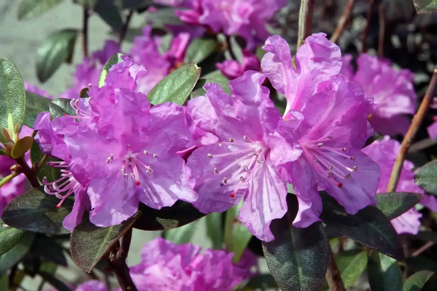 Rhododendron Pjm - View 13 from www redcrocus com
